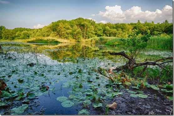 Nature’s clutter | Daily prayers and meditations