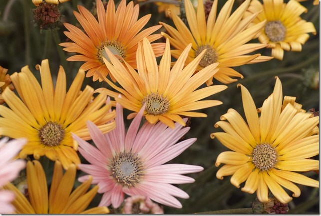 20110220_SIMGMA_0035PP