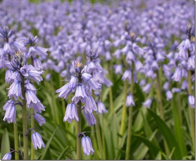 Carrot-Crowd-Lillies