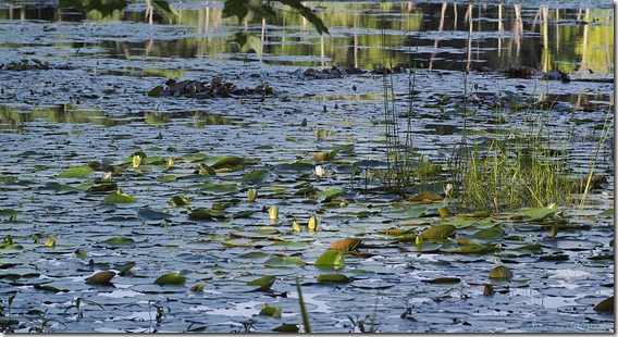 Lilies-in-Massachusetts---Desktop-Wallpaper-1920x1080