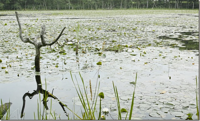 Lilies-Desktop_Background