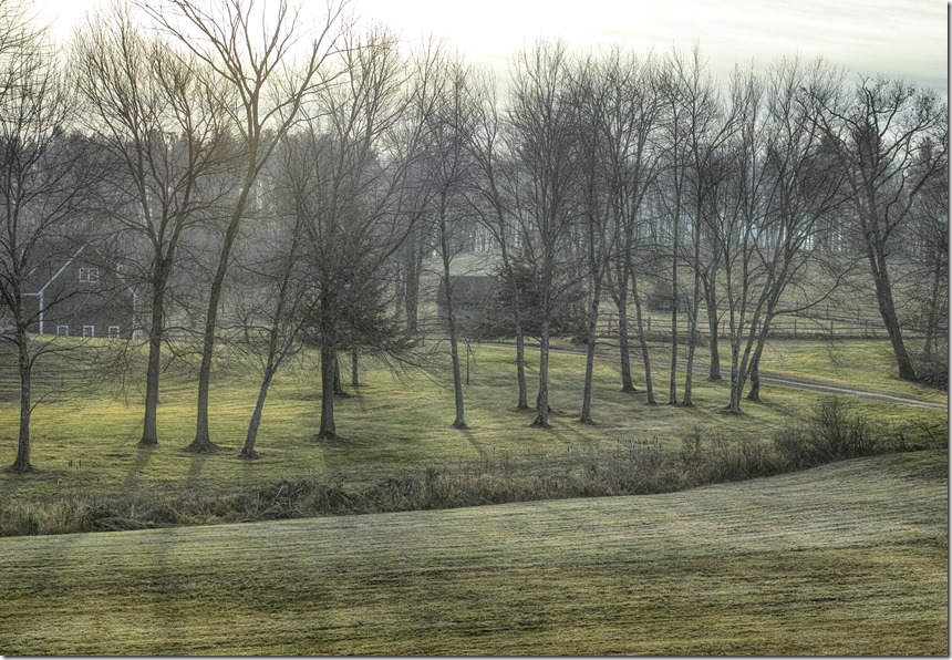 Trees in Harvard_P2M0449