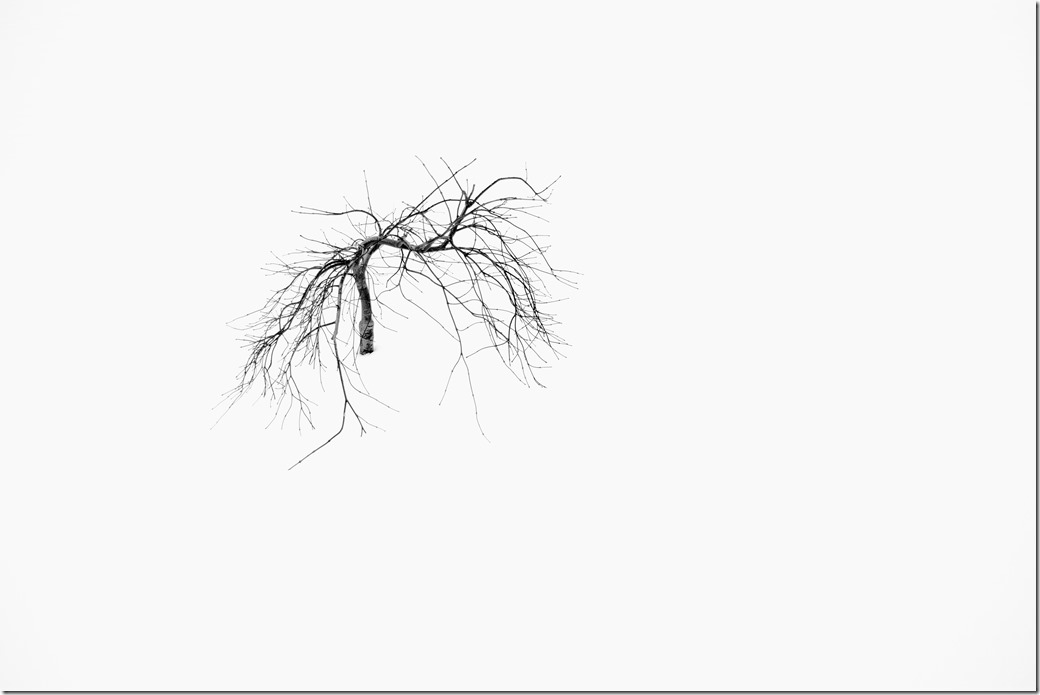 Small Tree in Snow