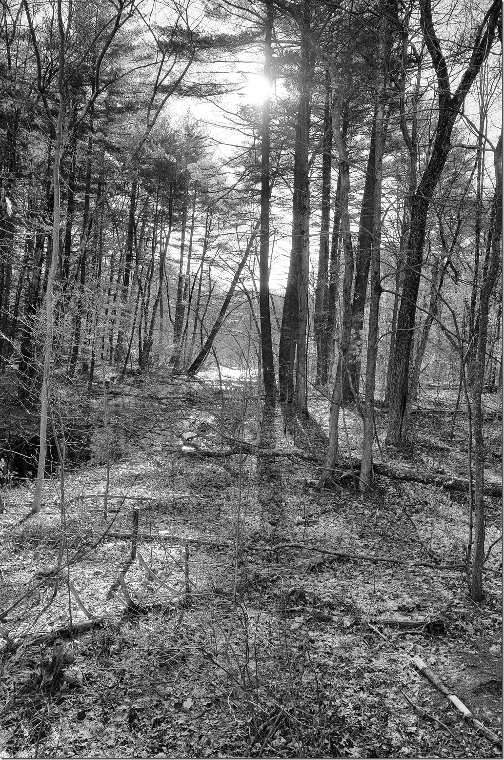 Trees