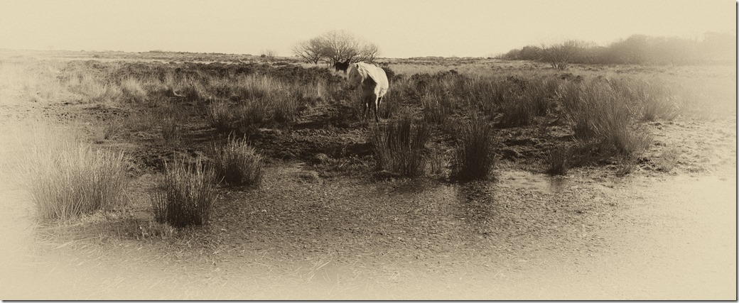 White Horse in Bishopston
