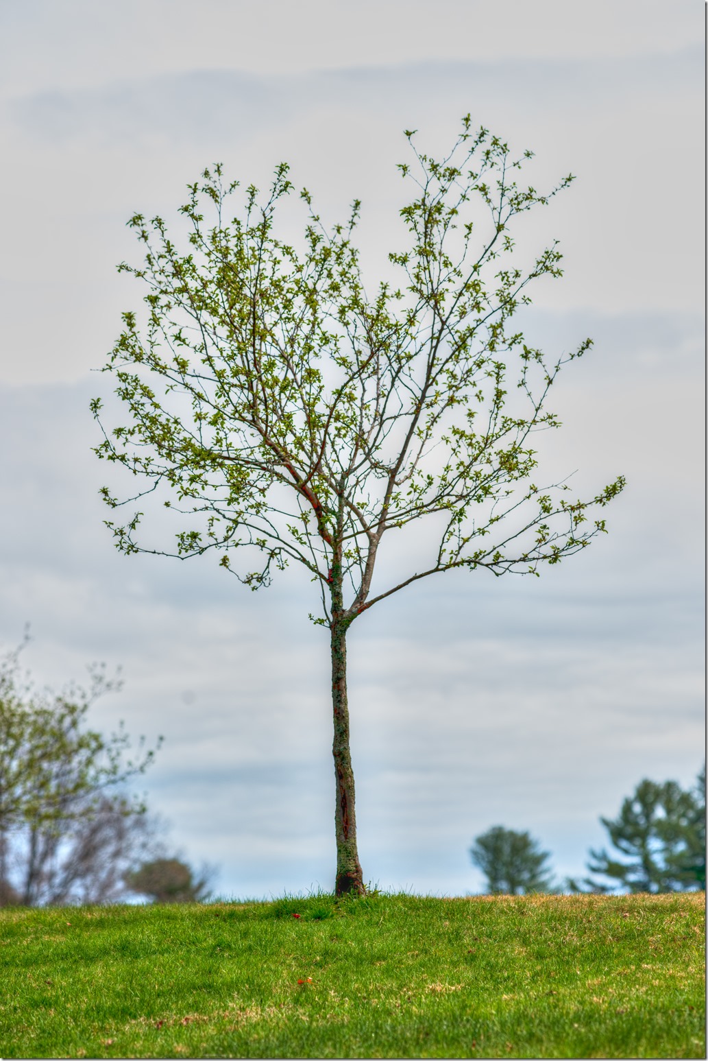 Little tree tonemappaed_DSC6806