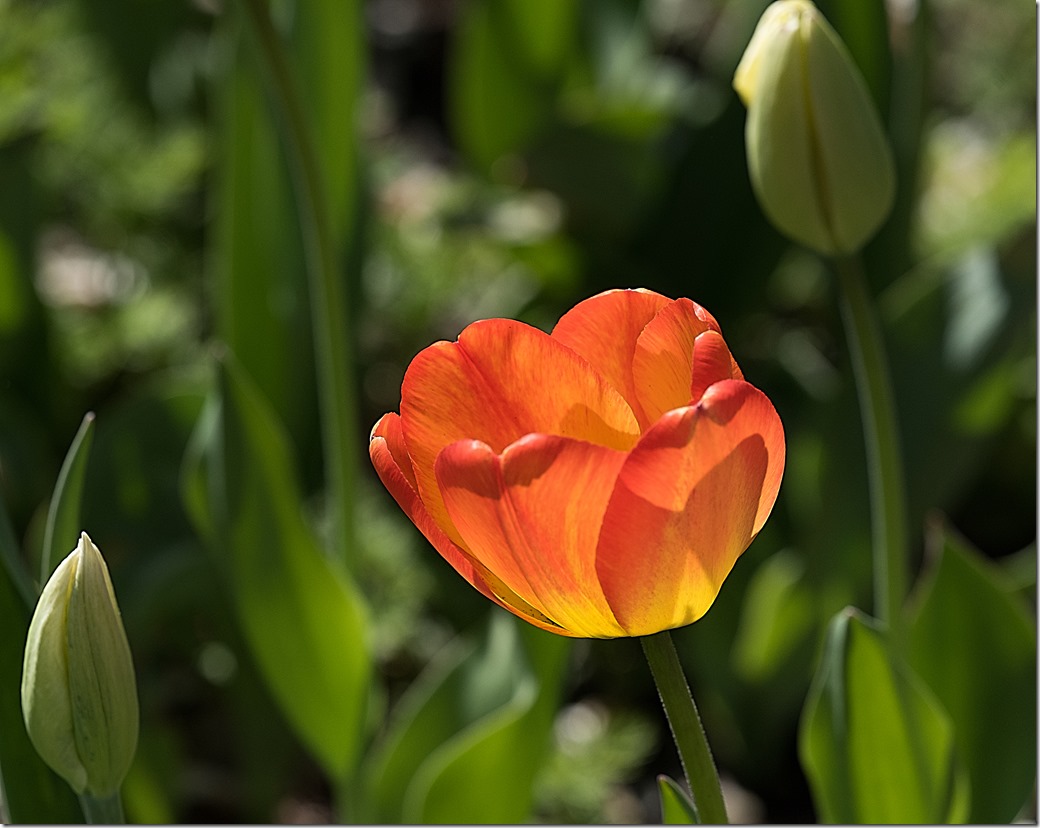 Single Tulip_ BW DSC6883
