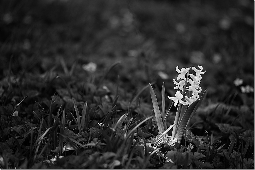 Snowdrops BW_DSC6874