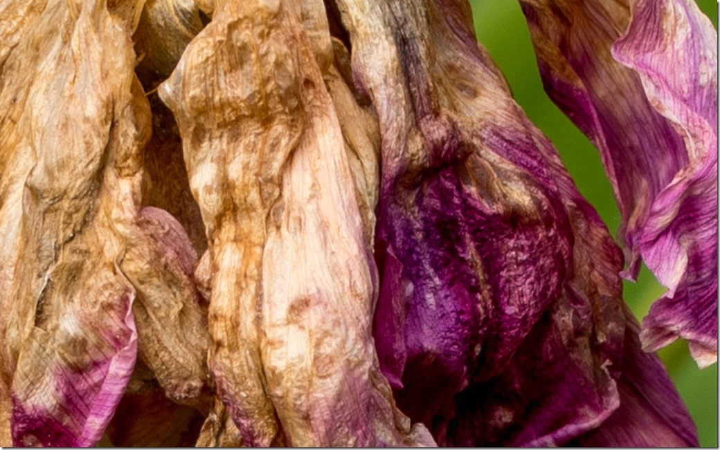 aBSTRACT WITHERED FLOWER L1002710