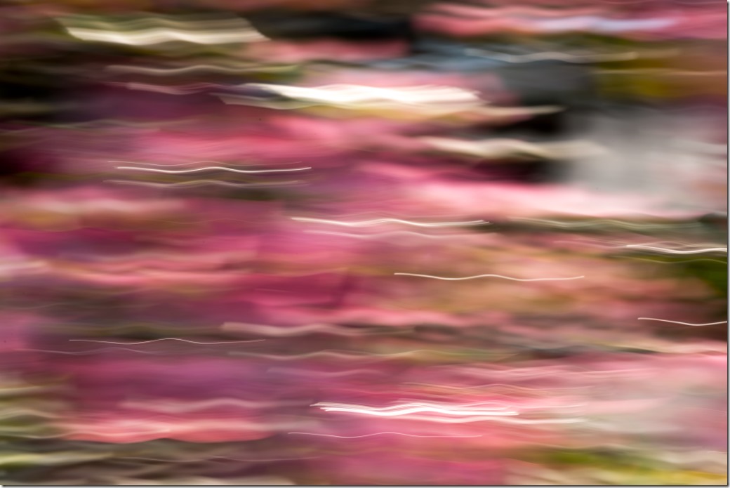 Dogwood in Motion _DSC6981