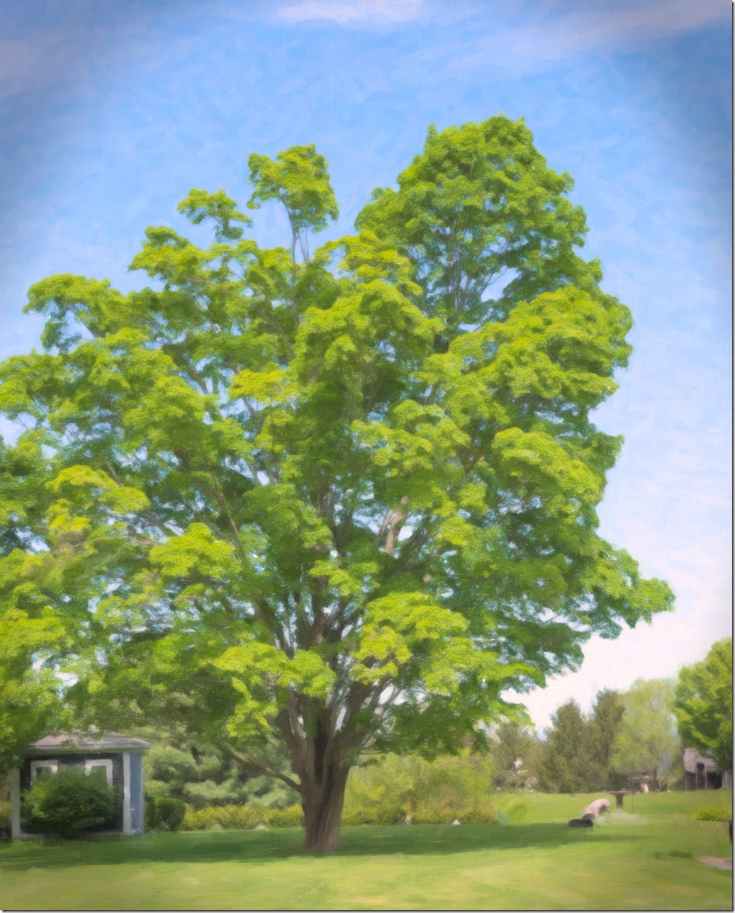 Gardener and Tree OIL L1002727