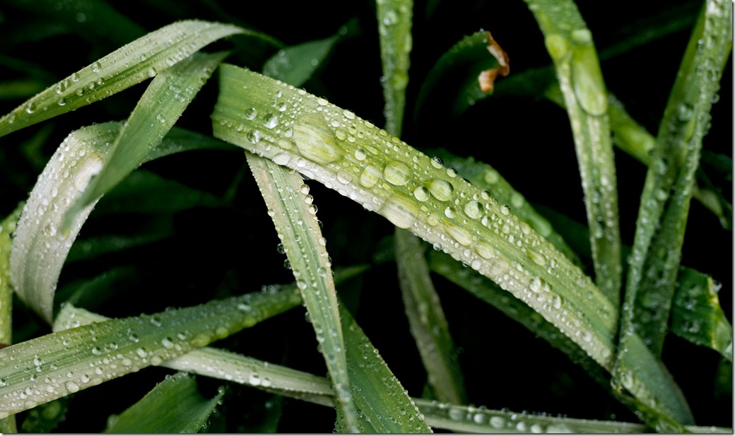 Grass with Water L1002575