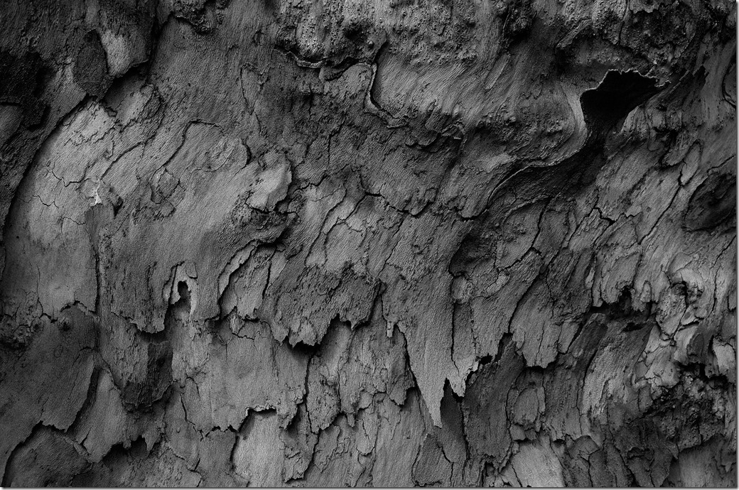 Tree bark sculpture BW L1003029