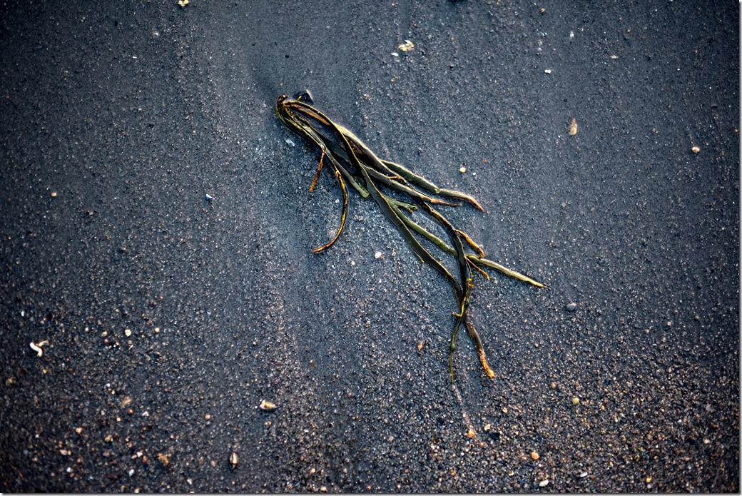 Seaweeed 2 _DSC7638