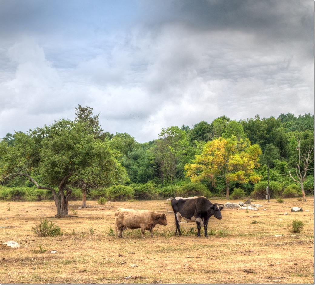 Cattle Color  HDR L1003157-1