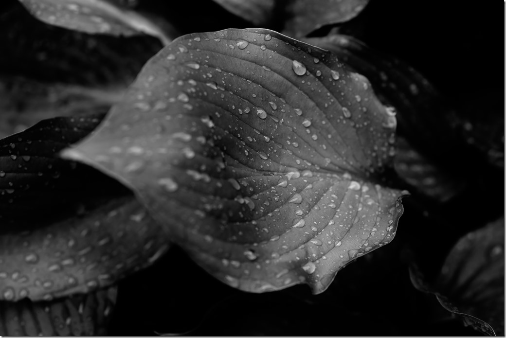 Single Leaf BW_SDI2843