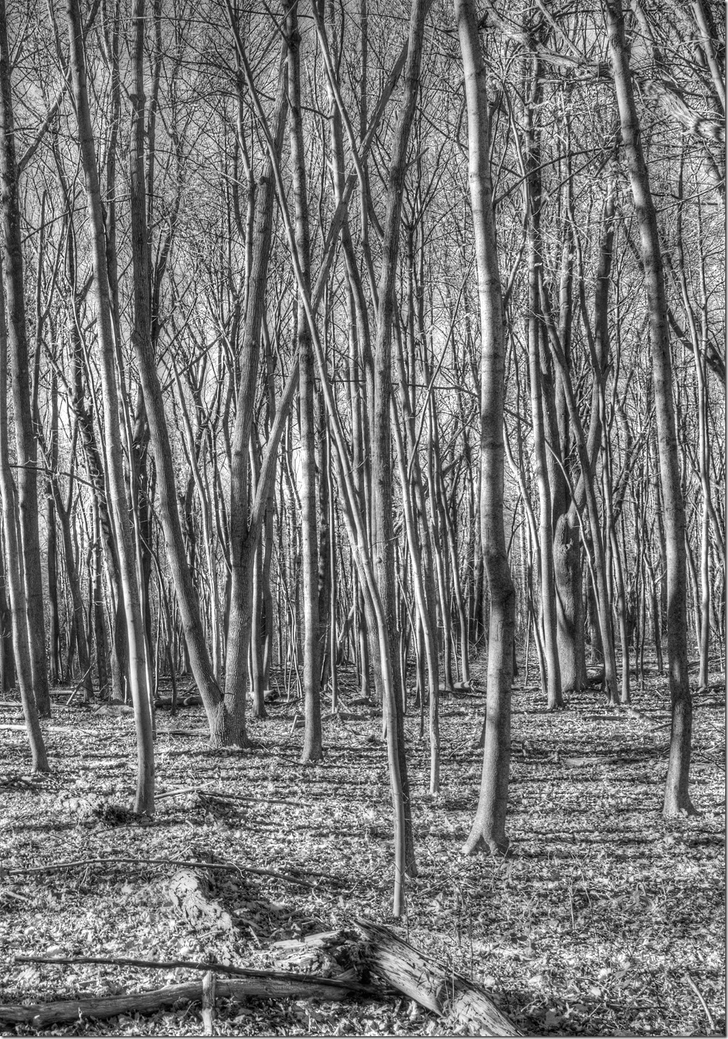 Trees Cropped_DSC9378-1