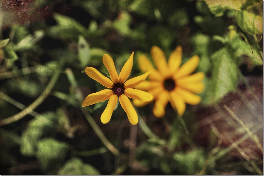 Yellow flower SDQH1214