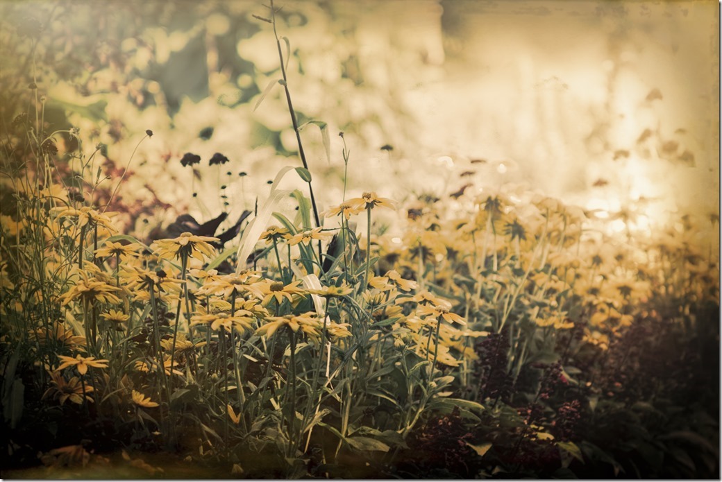 Flowers Tower Hill Gardens_SDI3683_thumb[1]