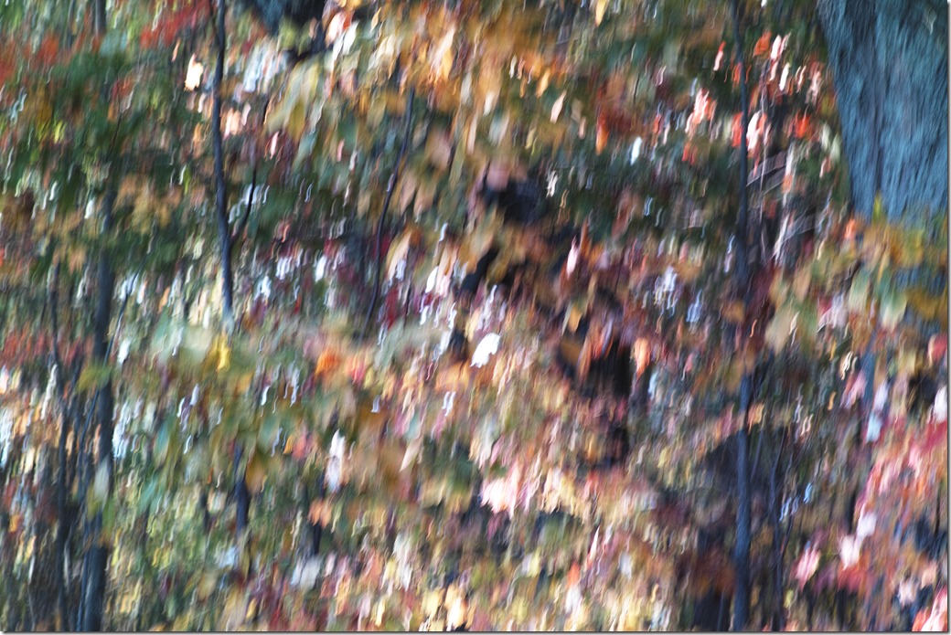 Trees and Leaves _SDI3969