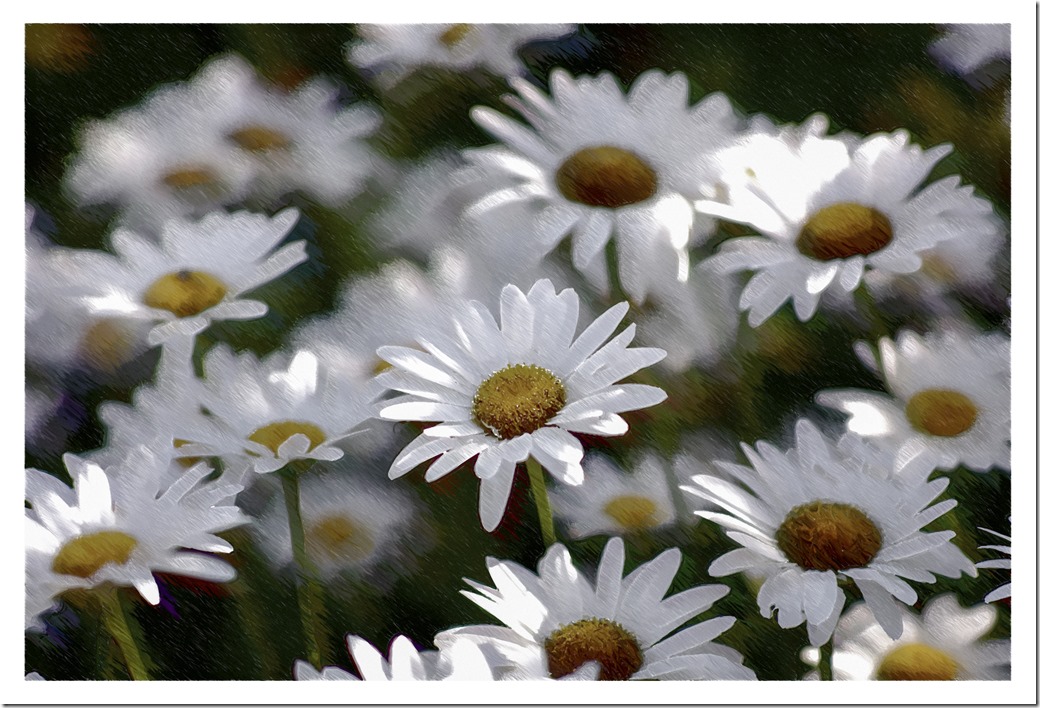 Daisies Sketch _SDI3630