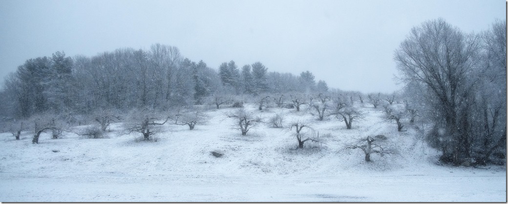 Bolton Springs Orchard soft focus DSC00298-1-Recovered
