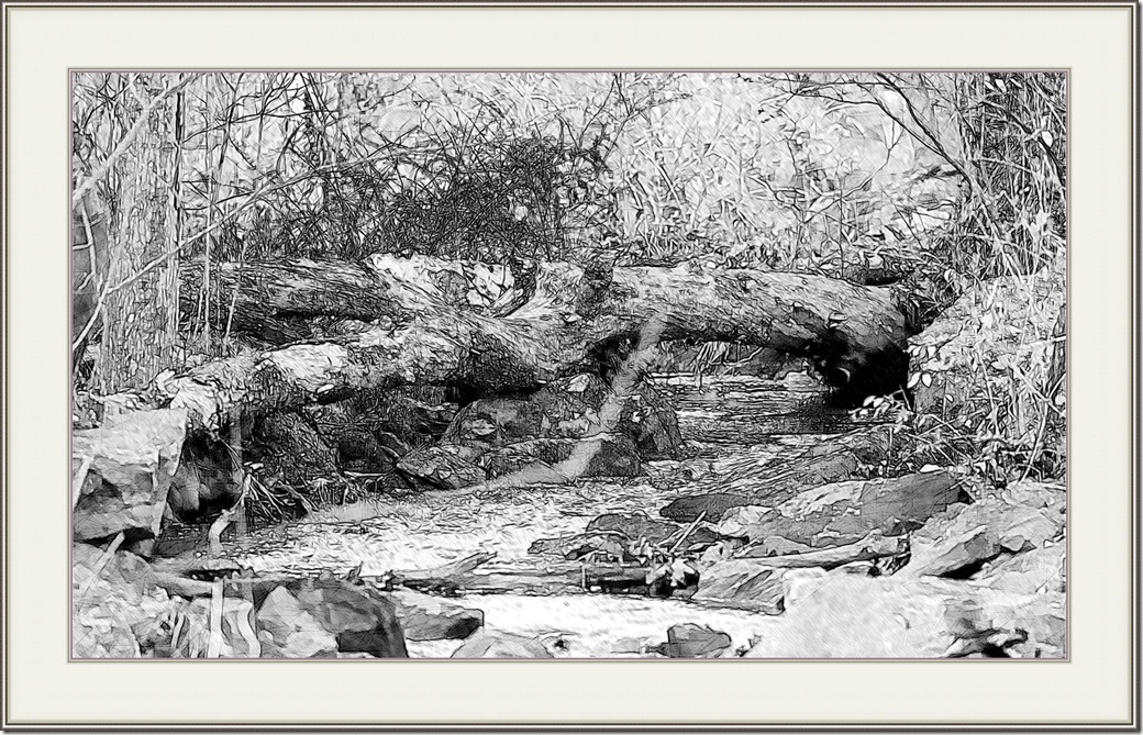 Stream in the Woods DSC_2581-1