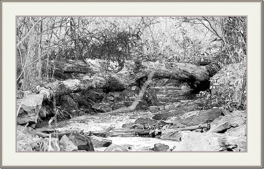 Stream in the Woods DSC_2581-1_thumb[1]