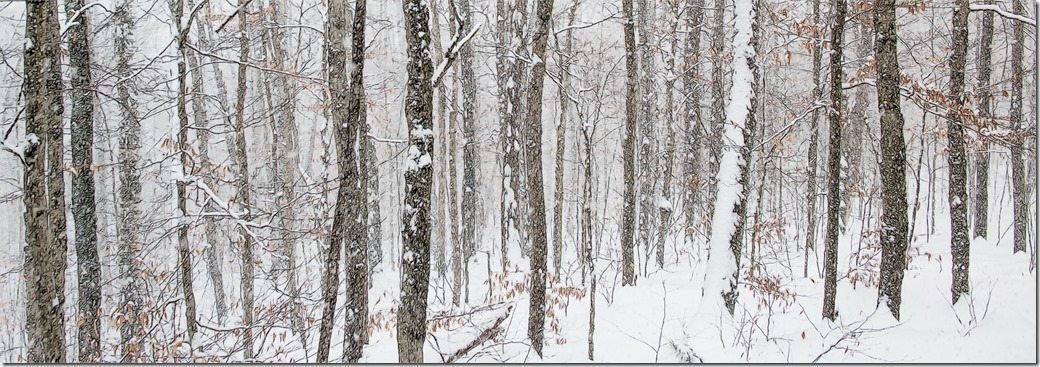 Trees 2 New Hampshire DSC_2725-1