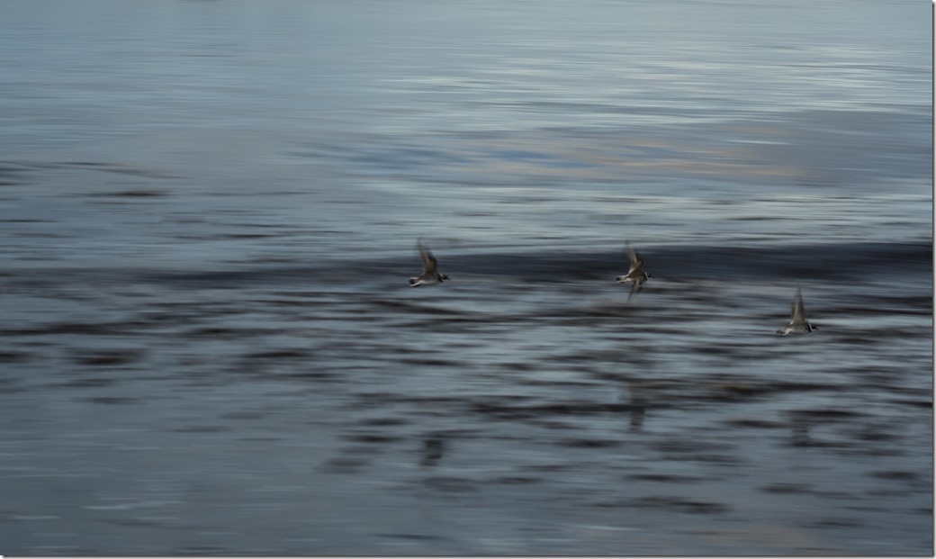 Birds at Dawn Reflection 2-1