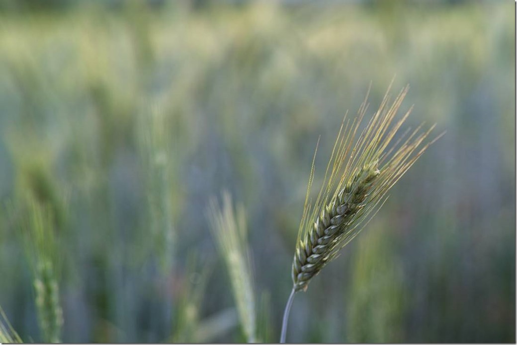 clip_image002_thumb[1]