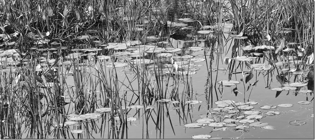 Reeds_ with Noise reduction BW SDI2988