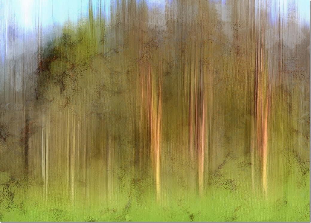 Streaky Trees DSC_3217_DAP_Portraitist4