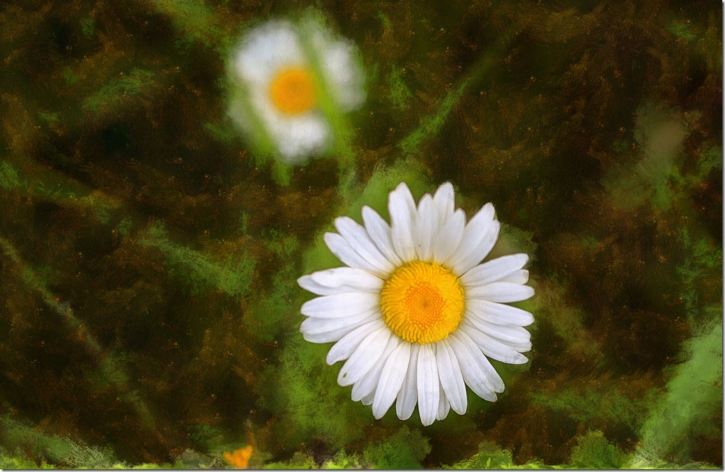 Flower DSC00849-1_DAP_Portraitist4