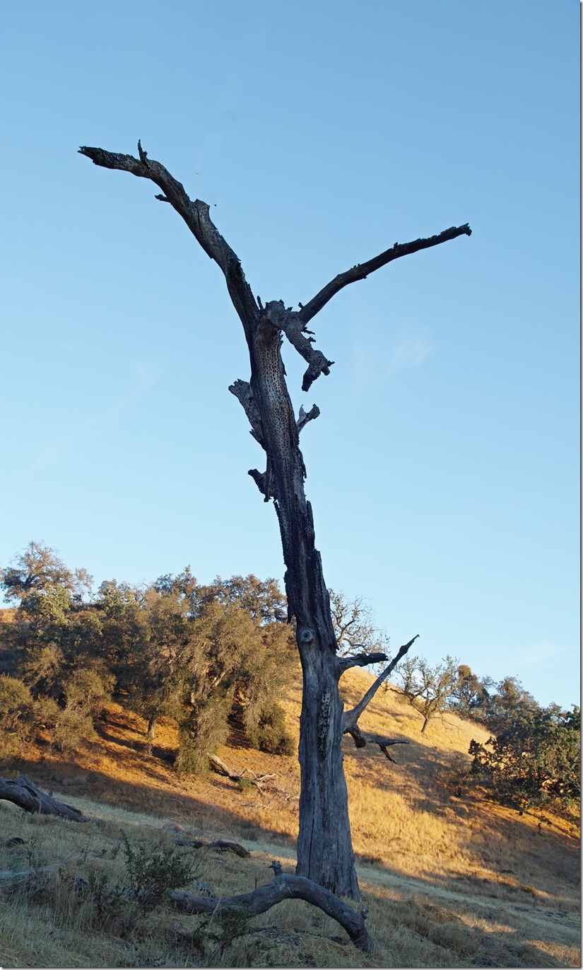 Crucified Tree modified SDQH0151