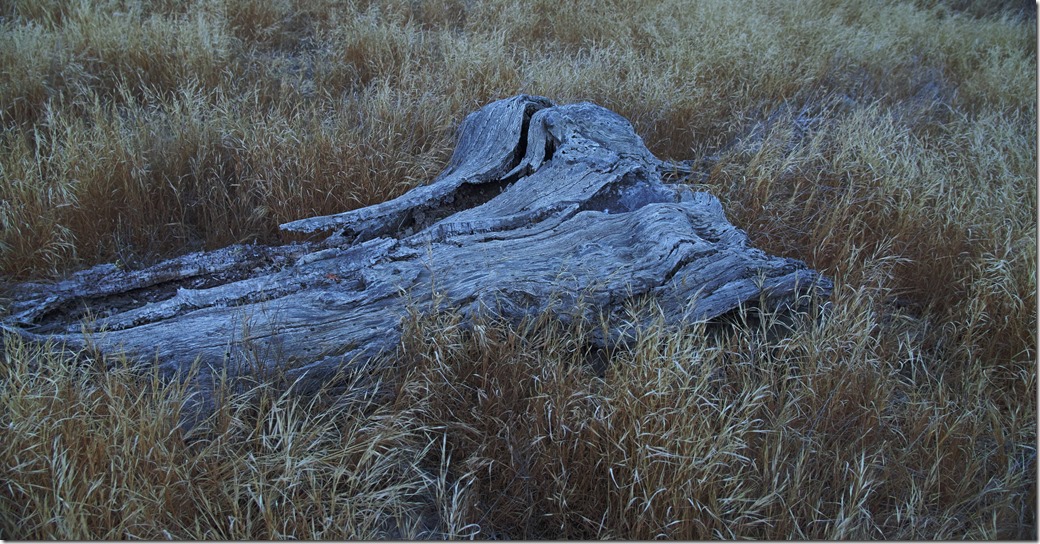 Log swimming in Grass SDQH0137