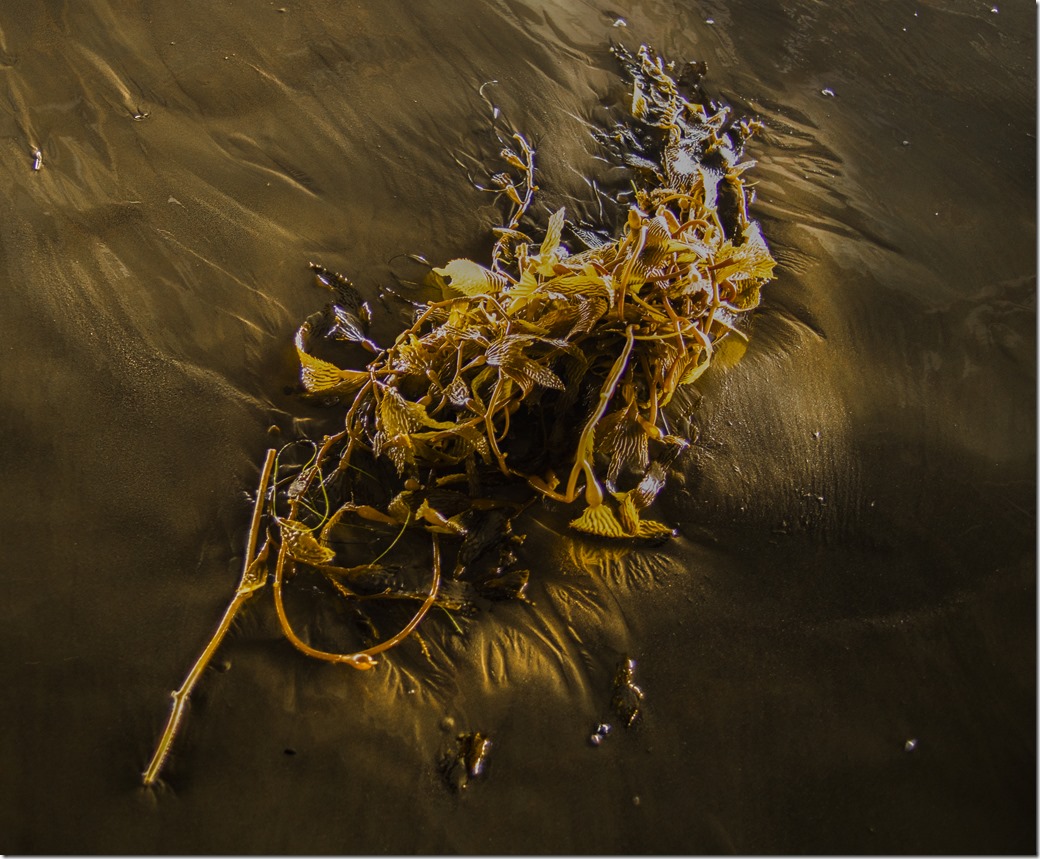 Seaweed DSC01129