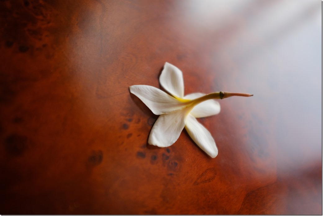 Flower Petal DSCF0849