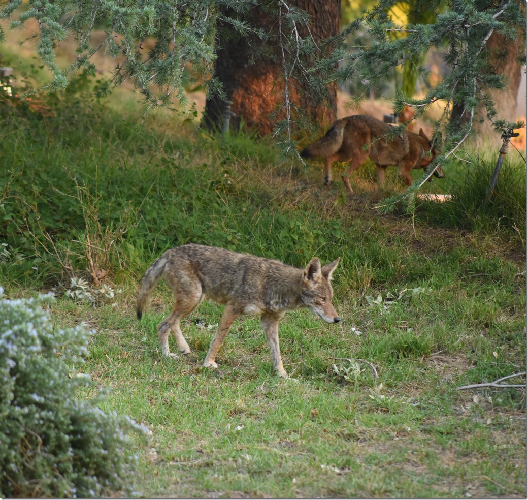 Coyote DSC_3414