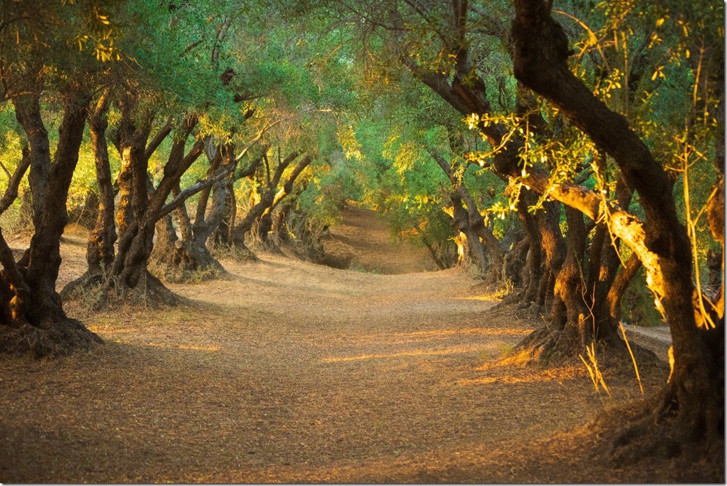 Olive grove for unbroken word