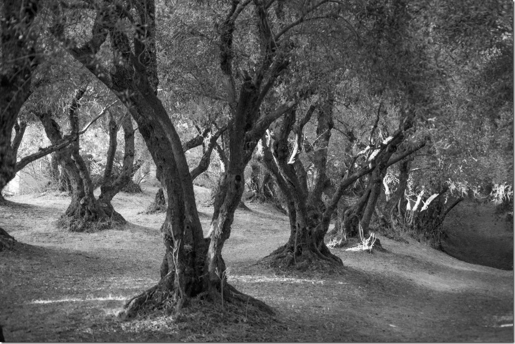 Trees bw DSC_3403