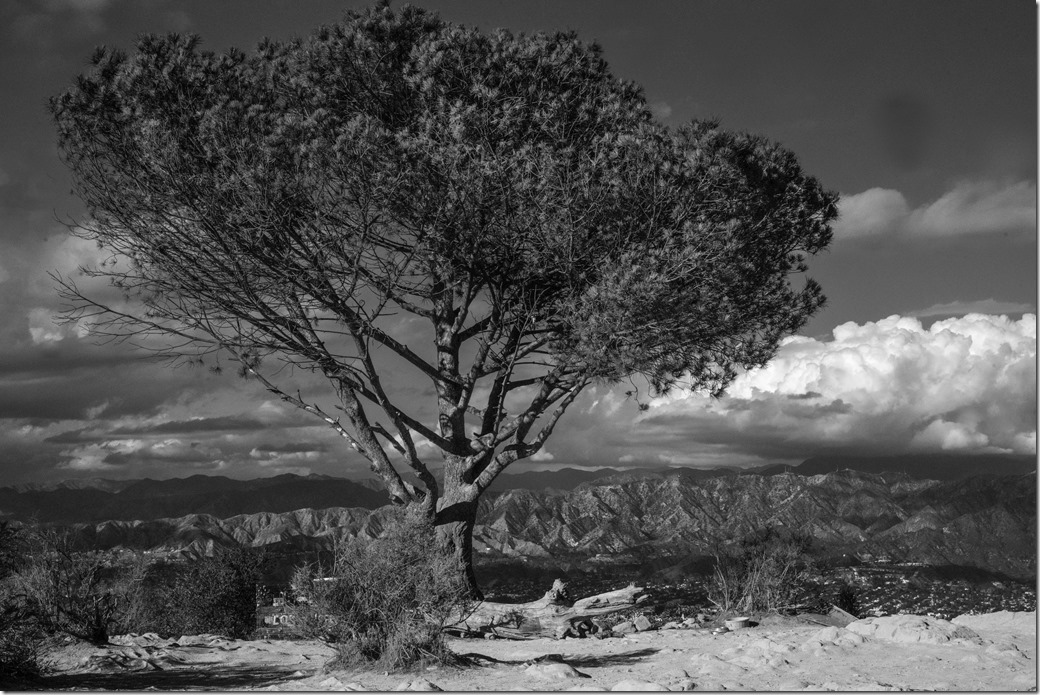 Wisdom Tree bw DSC02177-Recovered
