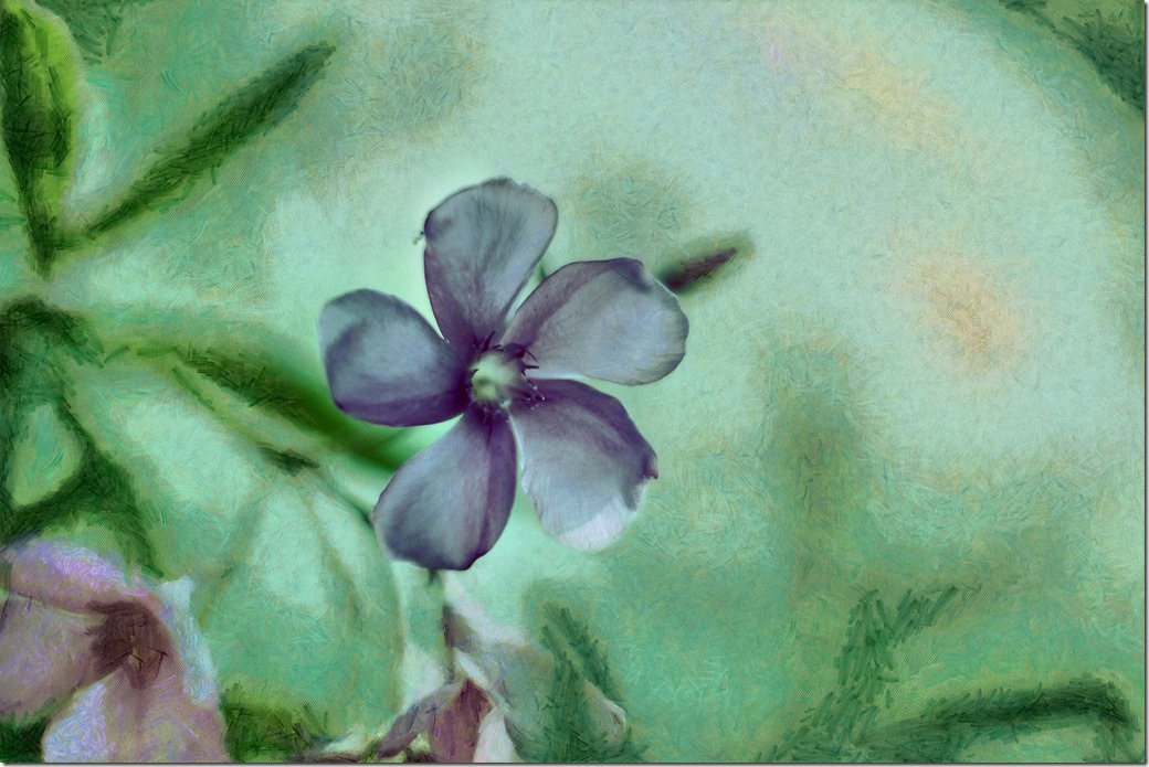 Flower DSC00077_DAP_Manet_6