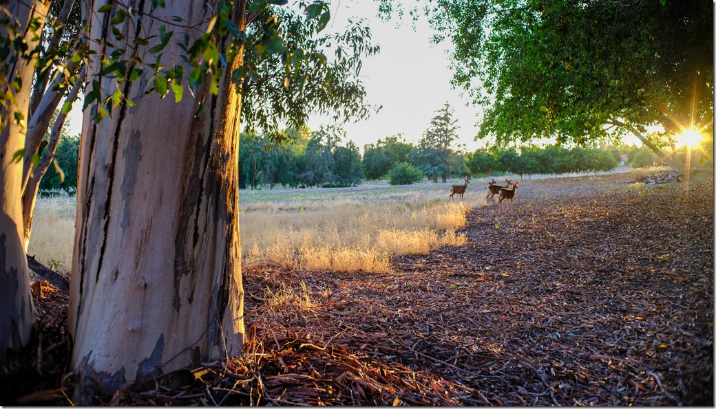 Deer at sunset DSCF7287
