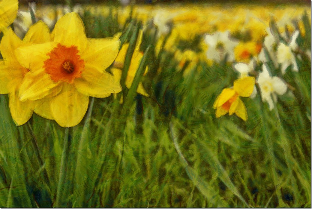 Daffodils COMBINED IMGP0439