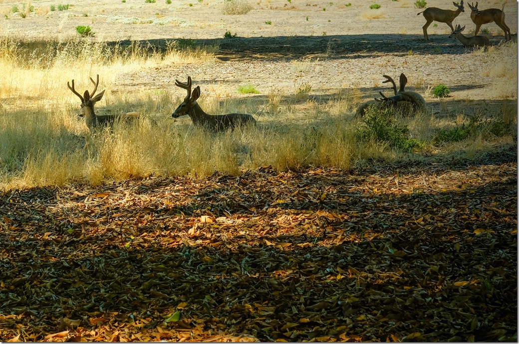 deer DSCF0810