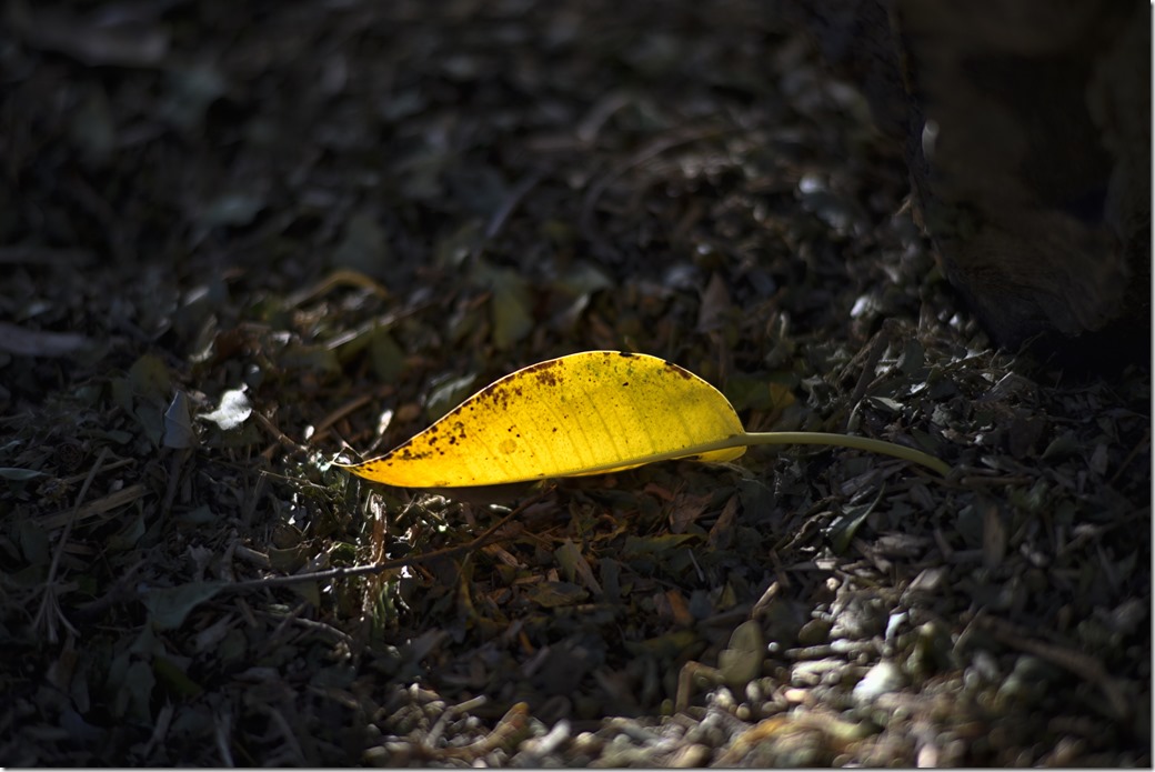 Leaf_DSC4566