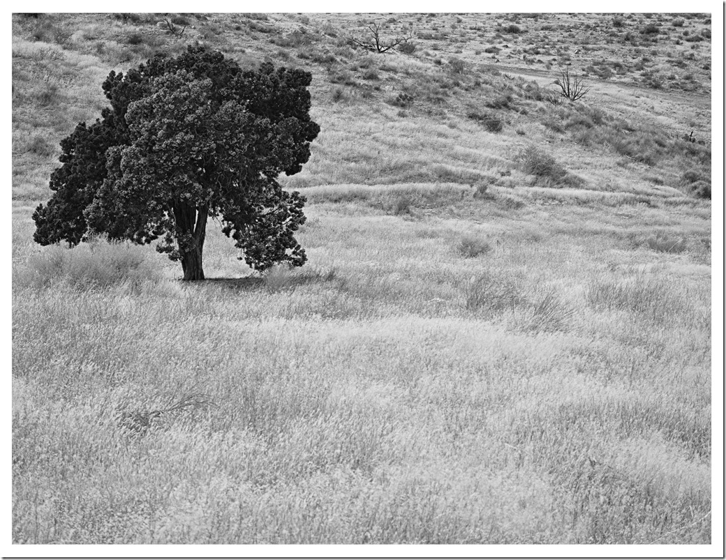 Tree bw L1000100 - Copy