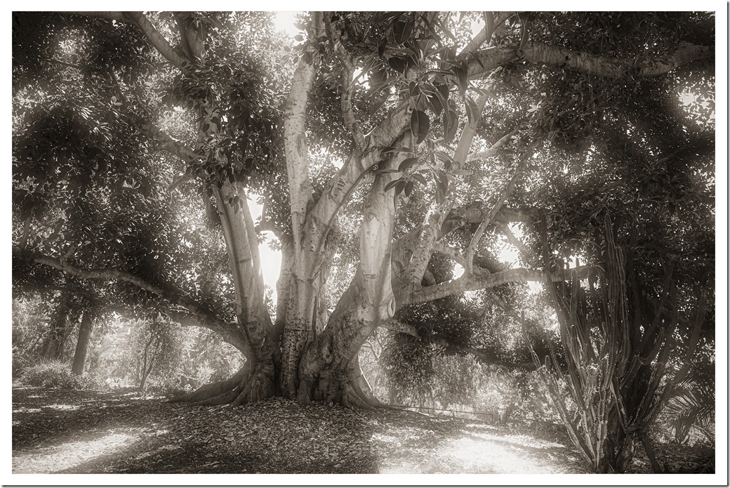 Tree BW XH1DSCF0840 - Copy