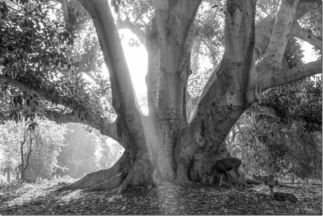 Waking Deer DSCF4090